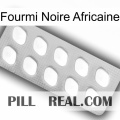 African Black Ant 26